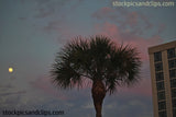 Palm Tree Early Evening