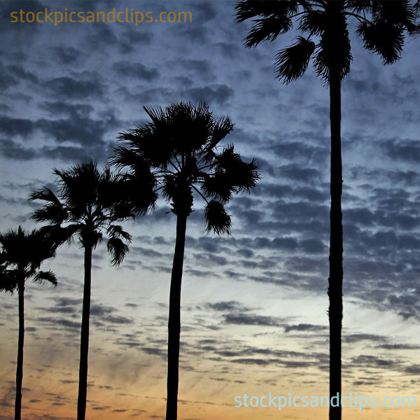 Palm Trees and Clouds (72dpi)