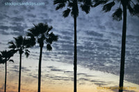 Palm Trees and Clouds