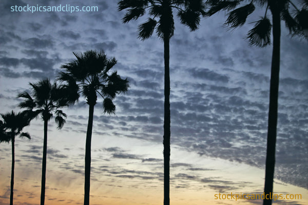 Palm Trees and Clouds