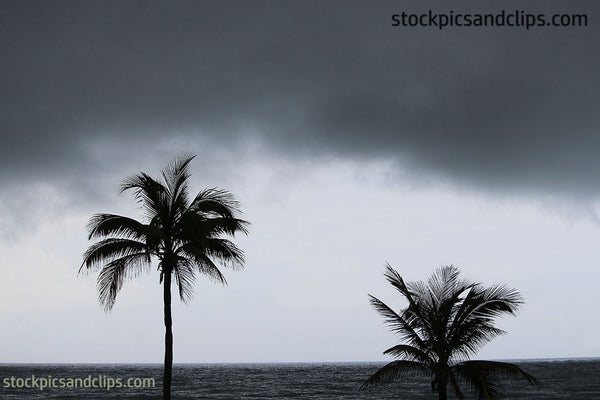 Palm Trees Dark Sky