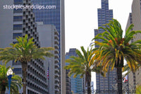 Palm Trees San Francisco CA