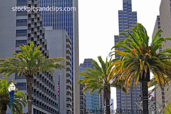 Palm Trees San Francisco CA