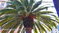 Palm Tree Top