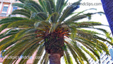 Palm Tree Top
