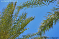 Palms Against Blue Sky