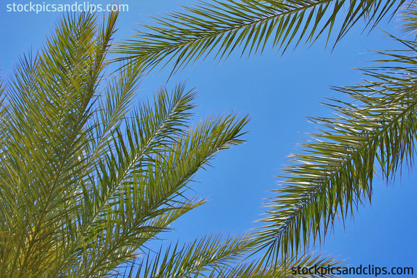 Palms Against Blue Sky