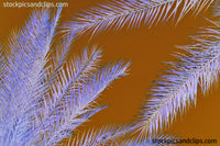 Palms Against Blue Sky Inverted