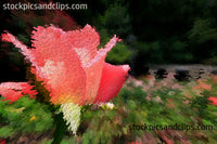 Pink Rose with Dew Drops, Side View (AE)