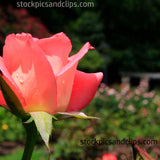 Pink Rose with Dew Drops, Side View