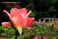 Pink Rose with Dew Drops, Side View