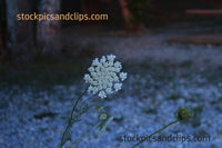 Queen Anne's Lace Wildflower