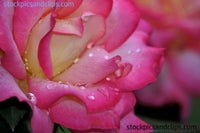 Rose with Raindrops - Printable!