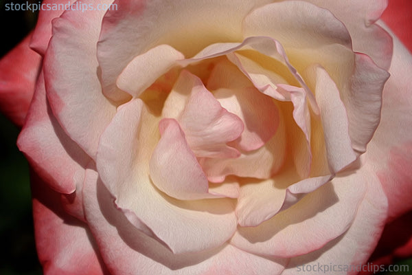 Rose Pale