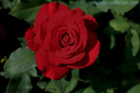 Rose Red ('Phainting')