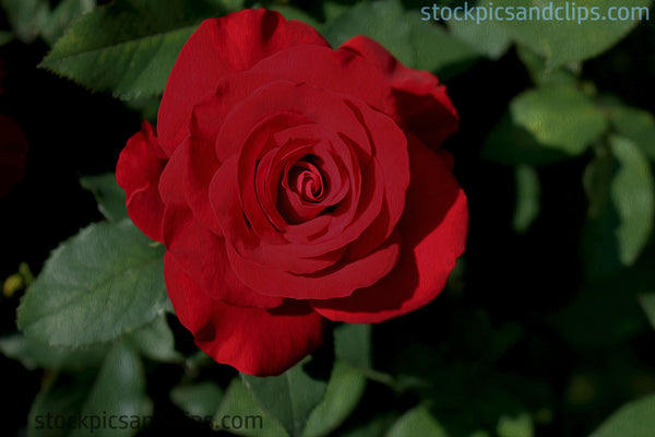 Rose Red ('Phainting')