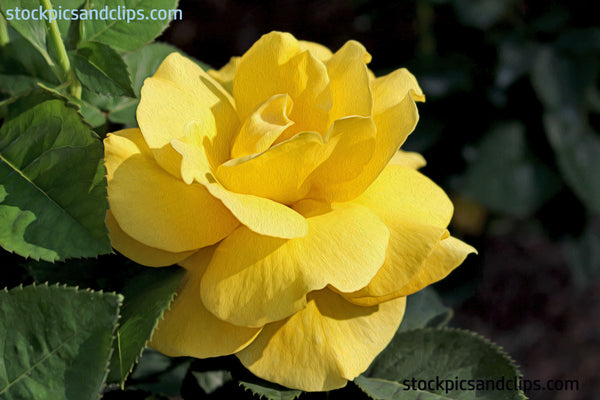 Rose Yellow (Phainting)