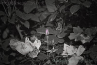 Pale Pink Rose Bud in B/W