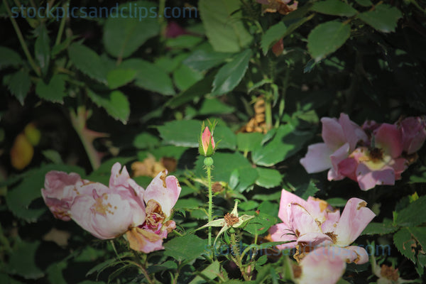 Pink Rose Bud in Full Color