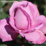 Rose Cool Pink