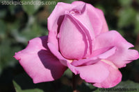 Rose Cool Pink