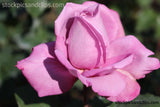 Rose Cool Pink