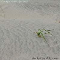 Sand and Sprout (72dpi)