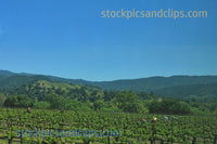 Workers, Santa Ynez Valley