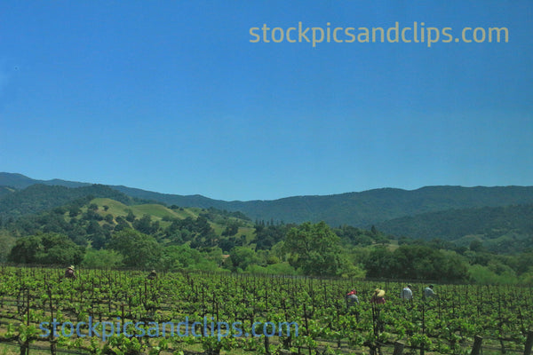 Workers, Santa Ynez Valley