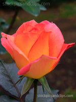 Rose, Side View Pink and Yellow