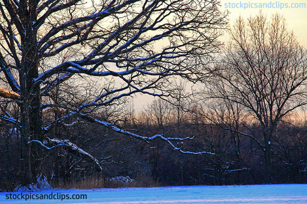 Snowy Tree at Twilight