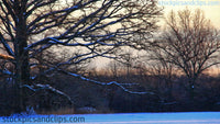 Snowy Tree at Twilight