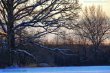 Snowy Tree at Twilight