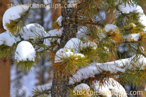 Snowy Pine Tree