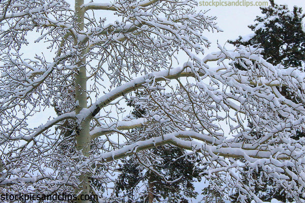 Snowy Tree