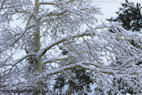 Snowy Tree