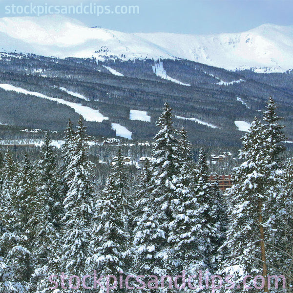 Snowy Trees, Sky High (72dpi)