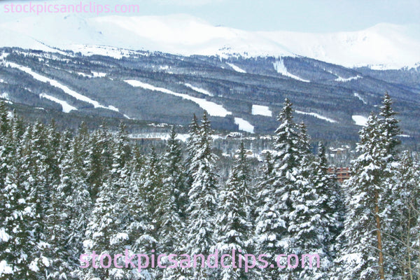 Snowy Trees, Sky High