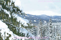 Snowy Trees, Mountains and Sky