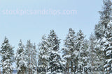 Snowy Trees Blue Sky