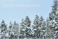 Snowy Trees Blue Sky