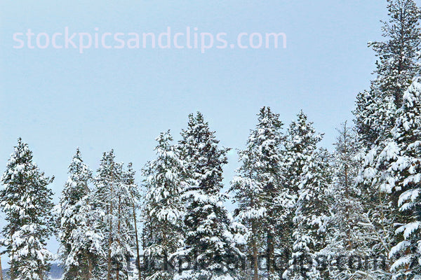 Snowy Trees Blue Sky