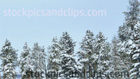 Snowy Trees Blue Sky