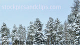 Snowy Trees Blue Sky
