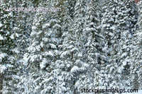 Snowy Trees in Colorado