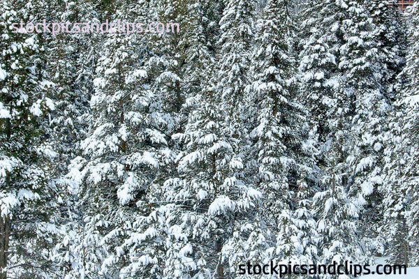Snowy Trees in Colorado