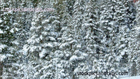 Snowy Trees in Colorado