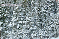 Snowy Trees in Colorado