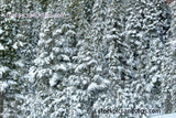 Snowy Trees in Colorado