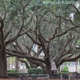 Southern Trees Hilton Head (72dpi)